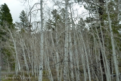 The mountaintops were covered with aspen trees.