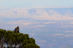 An eagle, BELOW us, takes in the view.