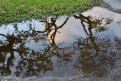 Puddle reflection.