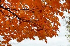 I loved gazing up through the leaves.