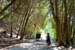 A surrey in the trees.