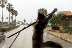 Gypsy is tormented by the wipers.