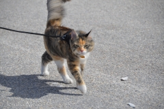 When the plane went away, we took Gypsy and Bailey for a walk.