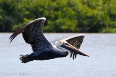 Here we watched pelicans fishing.