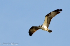 There were osprey, too.