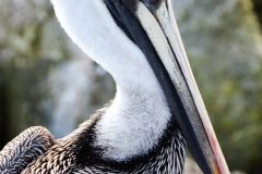 There were lots of pelicans on the rocks under the bridge.