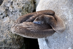 Pelican tucked in for a nap.