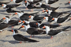 I love these Florida black skimmers.