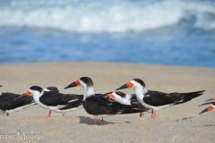 The skimmers always face the sun as it lowers.