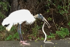 Right after arriving this stork flew over us with a snake.