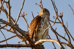 A hawk at our campsite.