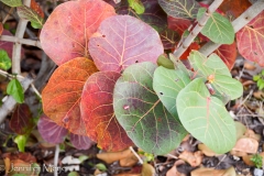 Beach grape tree leaves.