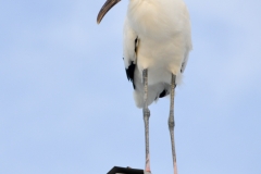 A stork on the restroom.