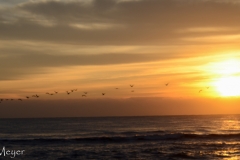 Pelicans fly into the sun.