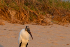 A stork stands in the glowing sun.