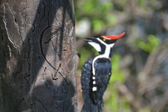 Metal tree and woodpecker.