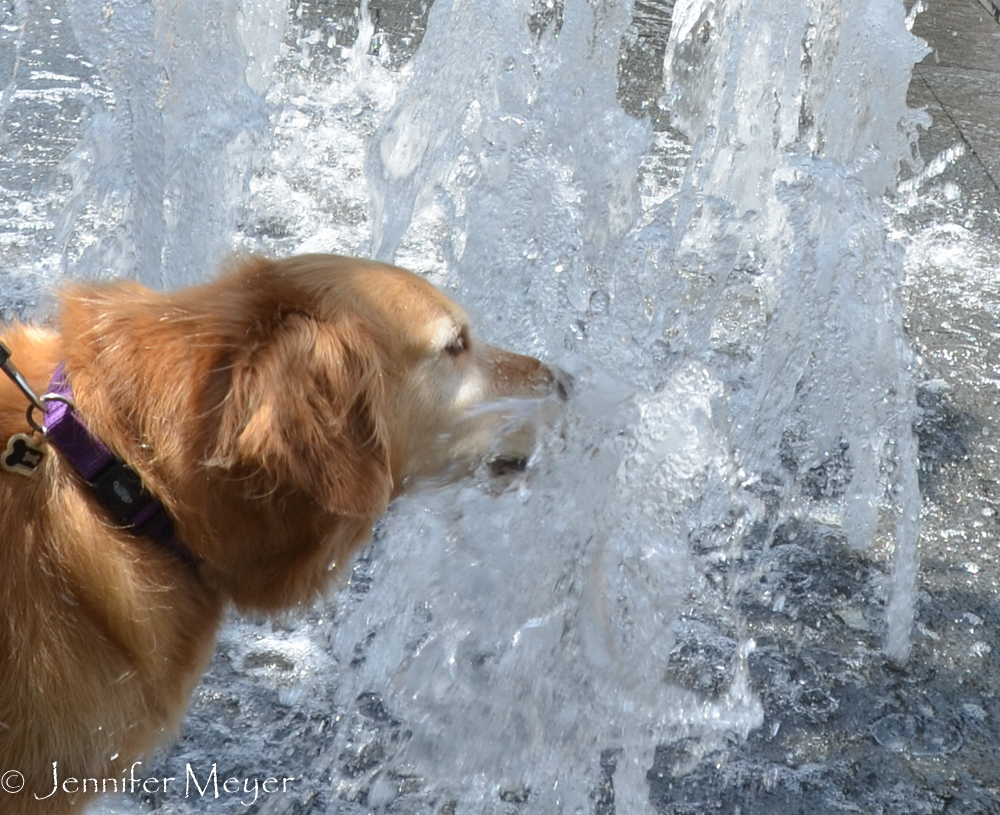 She like drinking from the wild fountain.