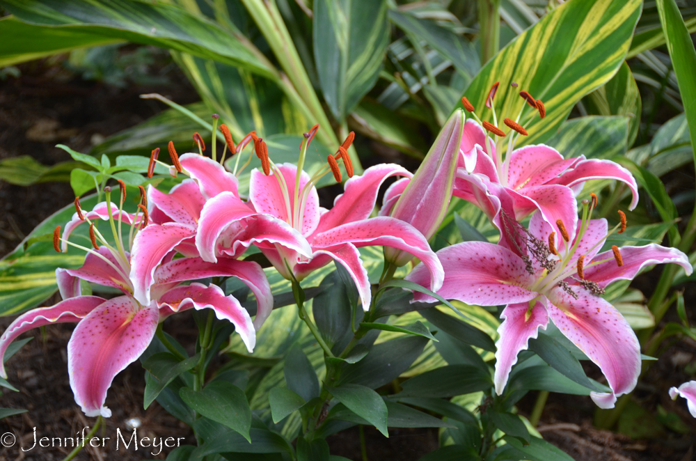 Beds full of lillies.