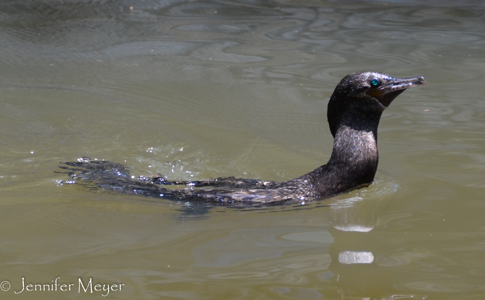 Blue-eyed bird with a seal body.