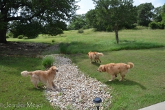 Bailey loved zooming around their big yard with the other dogs.