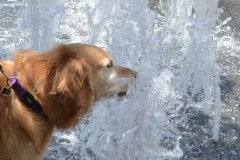 She like drinking from the wild fountain.