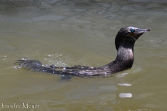 Blue-eyed bird with a seal body.