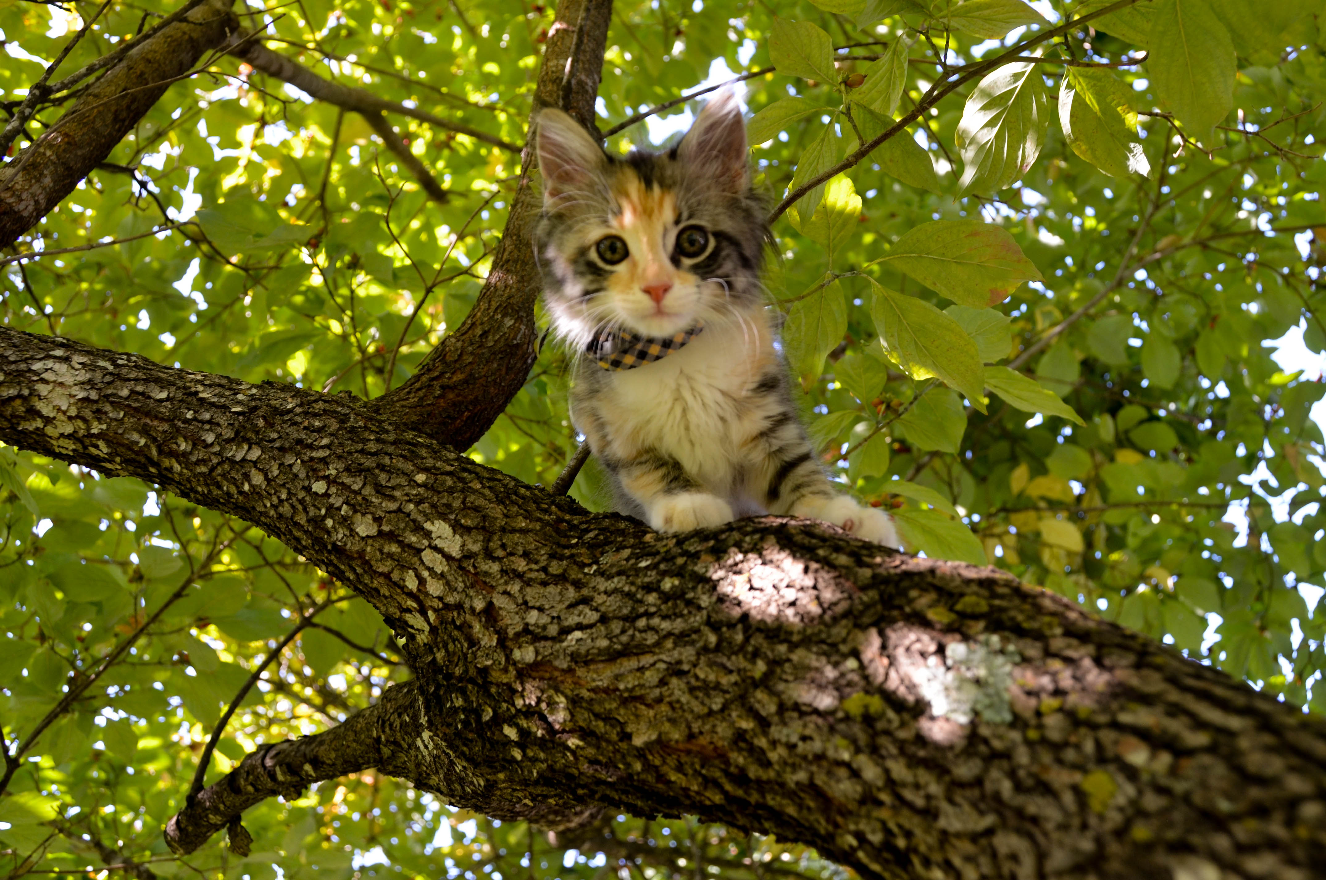 Gypsy in the dogwood tree.