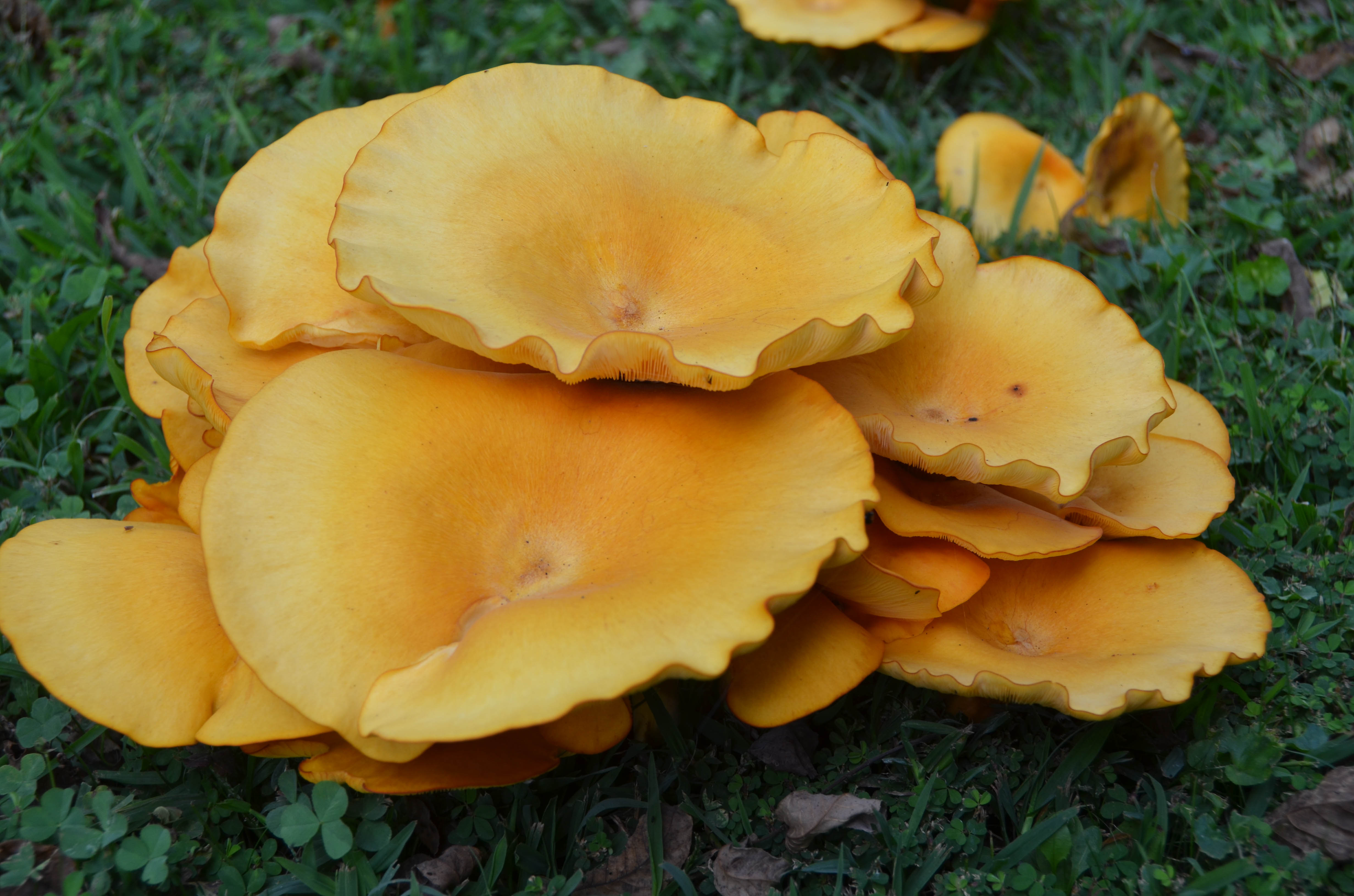 Mushrooms in a neighbor's yard.